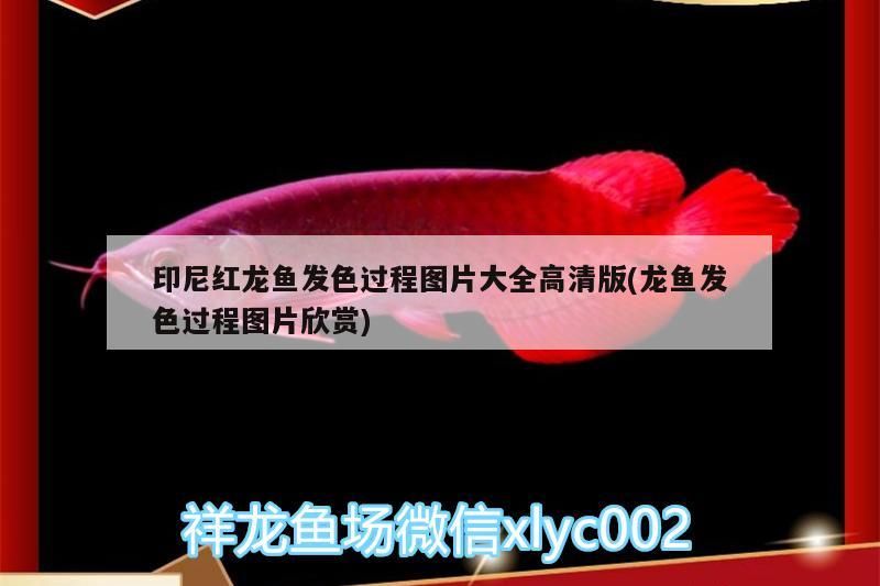 印尼紅龍魚發色過程圖片大全高清版(龍魚發色過程圖片欣賞)