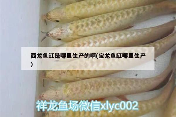 寶龍魚缸哪里生產(chǎn)，寶龍魚缸的專利技術(shù)有哪些寶龍魚缸專利技術(shù)有哪些