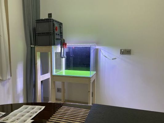 黃金貓是什么魚種類圖片(金黃的貓是什么品種) 黃金貓是什么魚種類圖片(金黃的貓是什么品種) 黃金貓魚百科 第2張