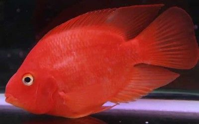 進(jìn)口元寶鳳凰魚的壽命：進(jìn)口元寶鳳凰魚的壽命大約在2-3年左右