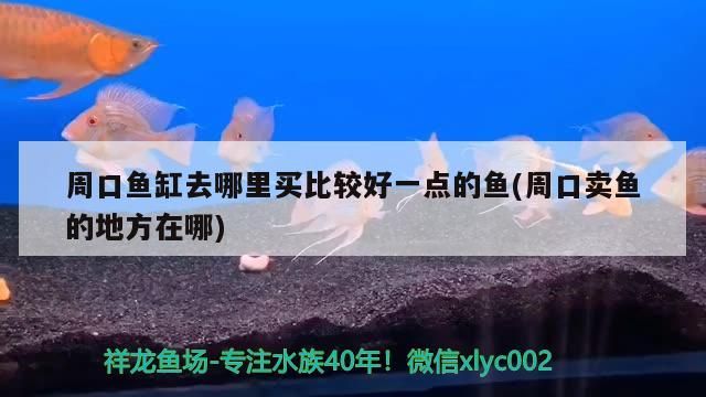 周口魚缸去哪里買比較好一點(diǎn)的魚(周口賣魚的地方在哪) 周口魚缸去哪里買比較好一點(diǎn)的魚(周口賣魚的地方在哪) 元寶鳳凰魚百科 第3張