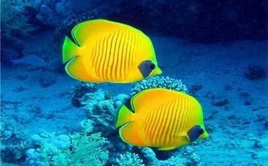 水族館觀賞魚圖片（提升水族館觀賞魚吸引力的策略）
