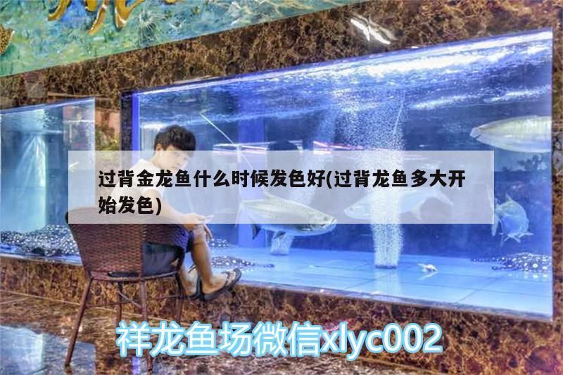 過背金龍魚什么時候發色好(過背龍魚多大開始發色)
