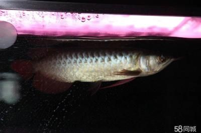 魟魚多長：關于魟魚長度的一些詳細信息 魟魚多長：關于魟魚長度的一些詳細信息 魟魚百科 第4張
