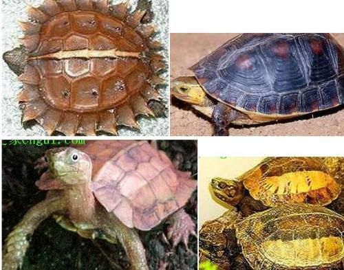 豬鼻龜分幾種類型：豬鼻龜的飼養方式 豬鼻龜分幾種類型：豬鼻龜的飼養方式 豬鼻龜百科 第2張