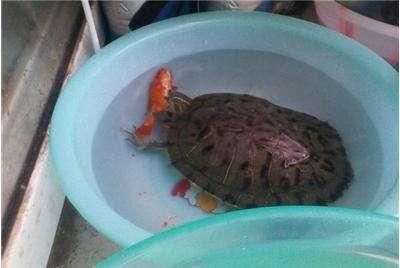 豬鼻龜分幾種類型：豬鼻龜的飼養方式 豬鼻龜分幾種類型：豬鼻龜的飼養方式 豬鼻龜百科 第5張