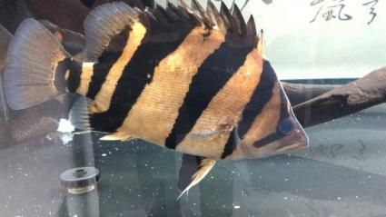 印尼虎魚溫度29好嗎：印尼虎魚溫度29好嗎印尼虎魚溫度29好嗎