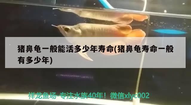 豬鼻龜可以活幾年：豬鼻龜一般能活多少年 豬鼻龜可以活幾年：豬鼻龜一般能活多少年 豬鼻龜百科 第7張