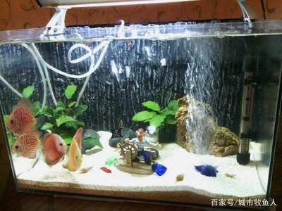 魚缸是啥，如何維護魚缸水質清潔？魚缸燈光選擇技巧