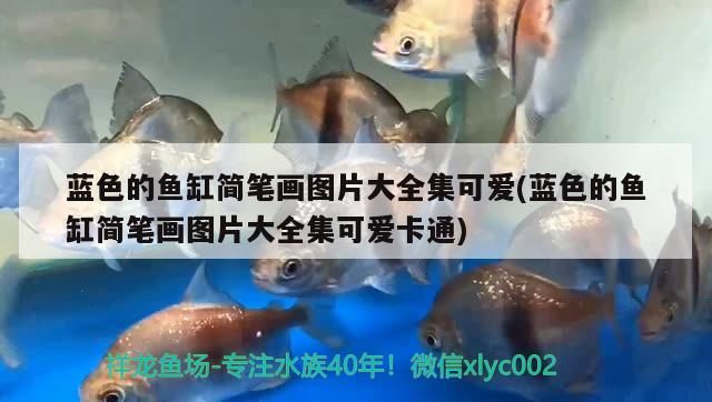 藍色的魚缸簡筆畫圖片大全集可愛(藍色的魚缸簡筆畫圖片大全集可愛卡通)