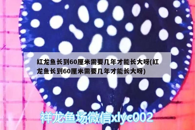 紅龍魚長到60厘米需要幾年才能長大呀(紅龍魚長到60厘米需要幾年才能長大呀)