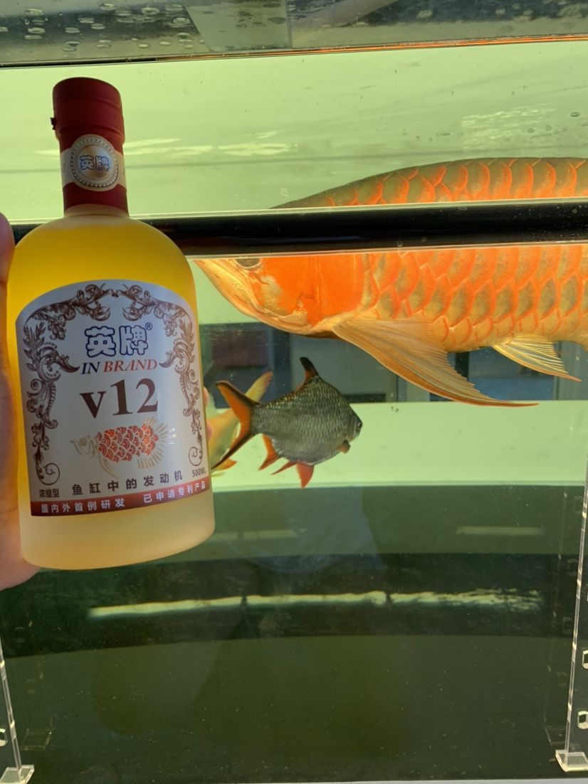 你是和愛魚干一杯還是給他做個(gè)大保健？ 你是和愛魚干一杯還是給他做個(gè)大保?。?錦鯉魚百科 第9張