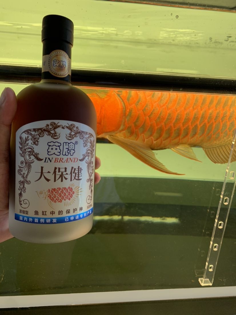 你是和愛魚干一杯還是給他做個(gè)大保??？ 你是和愛魚干一杯還是給他做個(gè)大保??？ 錦鯉魚百科 第10張