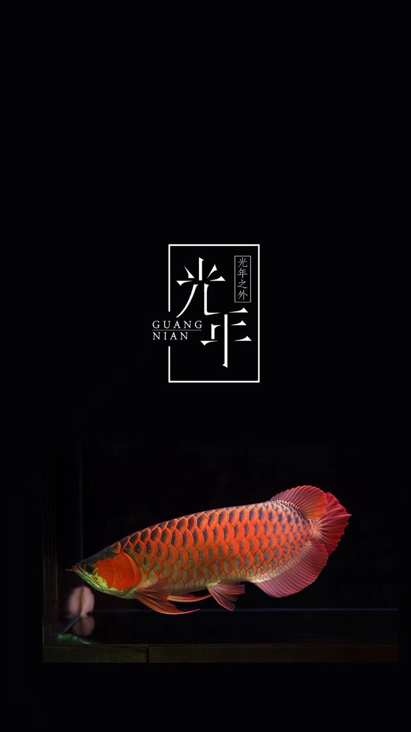 你是和愛魚干一杯還是給他做個(gè)大保??？ 你是和愛魚干一杯還是給他做個(gè)大保?。?錦鯉魚百科 第11張