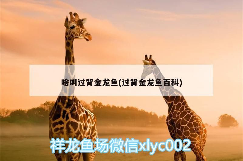 啥叫過背金龍魚(過背金龍魚百科)