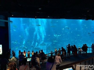 水族館開(kāi)館時(shí)間（上海海洋水族館特色展覽介紹水族館開(kāi)館時(shí)間表演時(shí)間表）
