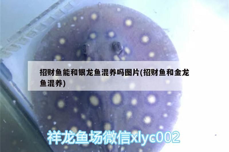 招財魚能和銀龍魚混養嗎圖片(招財魚和金龍魚混養) 招財魚能和銀龍魚混養嗎圖片(招財魚和金龍魚混養) 銀龍魚百科 第3張