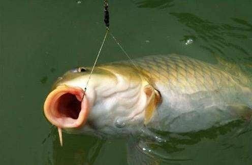 魚缸怎么放海鹽(魚缸怎么放海鹽最好)
