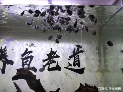 剛到家的龍魚,在缸底不動怎么辦