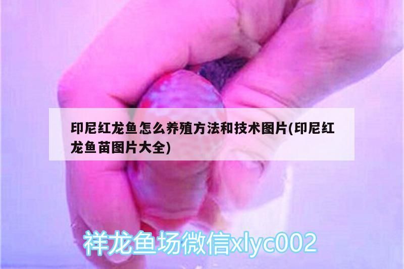 印尼紅龍魚怎么養殖方法和技術圖片(印尼紅龍魚苗圖片大全)