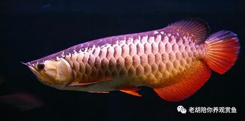 過背金龍魚多久發色一次正常：過背金龍魚發色時間