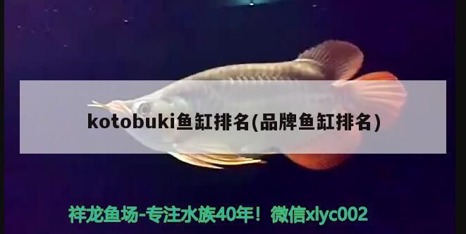 kotobuki魚缸排名(品牌魚缸排名)