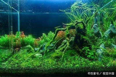 瑞龍魚缸咋樣好養,瑞龍魚缸咋樣好養瑞龍魚缸內植物配置技巧 魚缸百科 第5張 瑞龍魚缸咋樣好養,瑞龍魚缸咋樣好養瑞龍魚缸內植物配置技巧 瑞龍魚缸咋樣好養,瑞龍魚缸咋樣好養瑞龍魚缸內植物配置技巧 魚缸百科 第5張