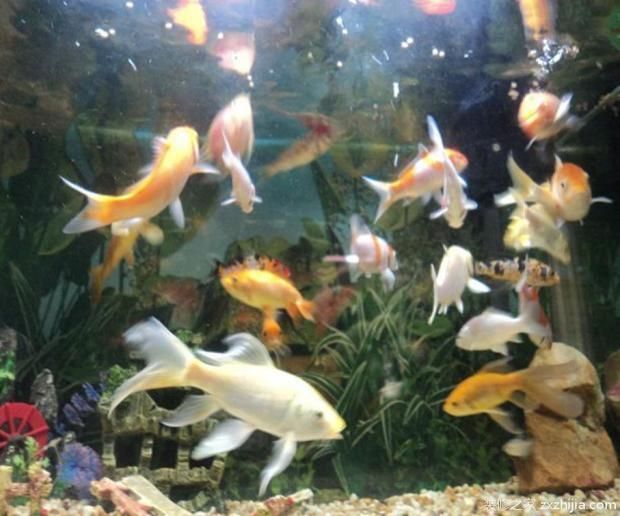 瑞龍魚缸咋樣好養,瑞龍魚缸咋樣好養瑞龍魚缸內植物配置技巧 魚缸百科 第6張 瑞龍魚缸咋樣好養,瑞龍魚缸咋樣好養瑞龍魚缸內植物配置技巧 瑞龍魚缸咋樣好養,瑞龍魚缸咋樣好養瑞龍魚缸內植物配置技巧 魚缸百科 第6張