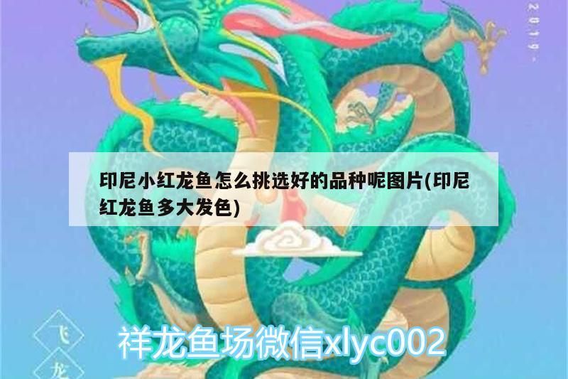 印尼小紅龍魚怎么挑選好的品種呢圖片(印尼紅龍魚多大發色)