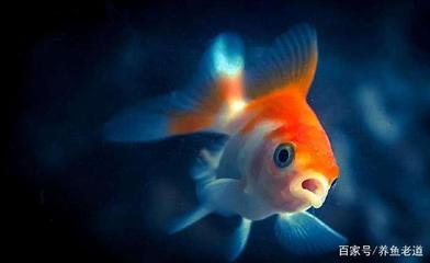 印尼紅龍魚多大發色好看(紅龍魚多少度發色最好)