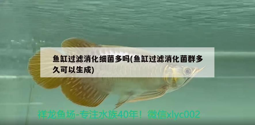 魚缸過濾消化細菌多嗎(魚缸過濾消化菌群多久可以生成)