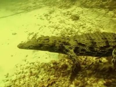 象鼻魚可以和龍魚混養嗎圖片大全大圖(龍魚可以和豬鼻龜混養嗎)