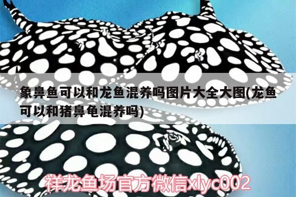 象鼻魚可以和龍魚混養嗎圖片大全大圖(龍魚可以和豬鼻龜混養嗎)