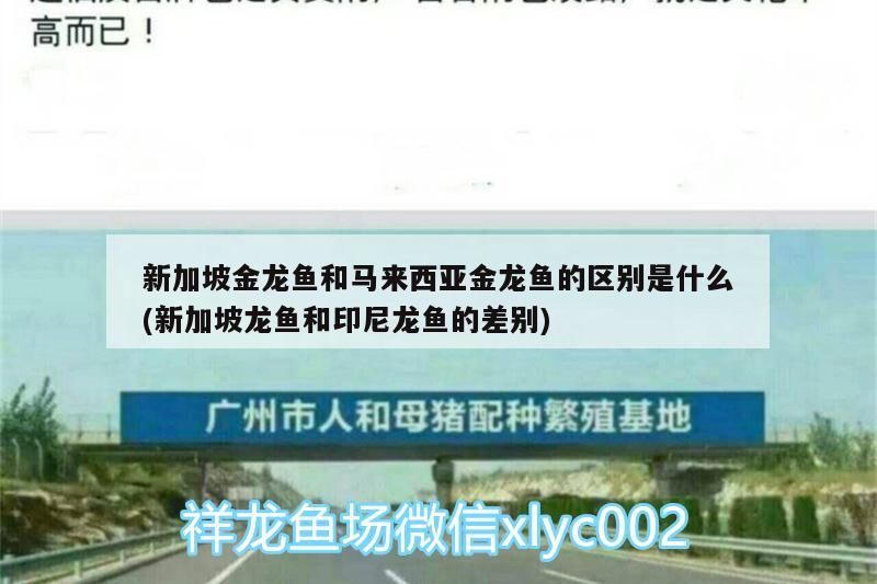 新加坡金龍魚和馬來西亞金龍魚的區別是什么(新加坡龍魚和印尼龍魚的差別)