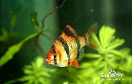 貴陽虎魚，虎魚飼養技巧有哪些，