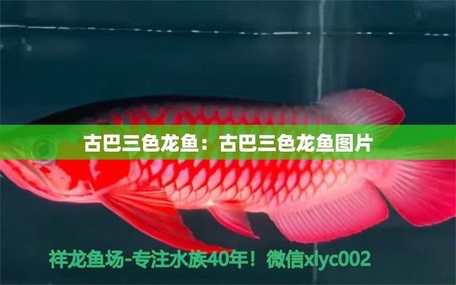 龍魚沉頭會不會死(沉頭的龍魚能活多久)
