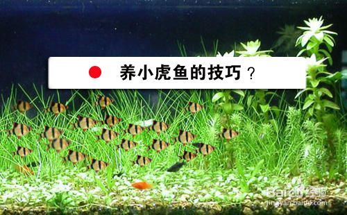 貴陽虎魚，虎魚飼養(yǎng)技巧有哪些，