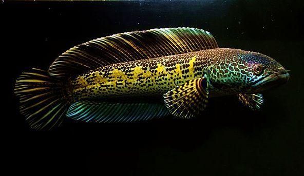 龍魚和元寶鳳凰混養怎么樣啊：元寶鳳凰與龍魚的混養效果被認為是相當美好的，網友：勞斯萊斯