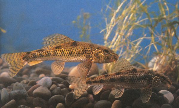 龍魚和元寶鳳凰混養怎么樣啊：元寶鳳凰與龍魚的混養效果被認為是相當美好的，網友：勞斯萊斯