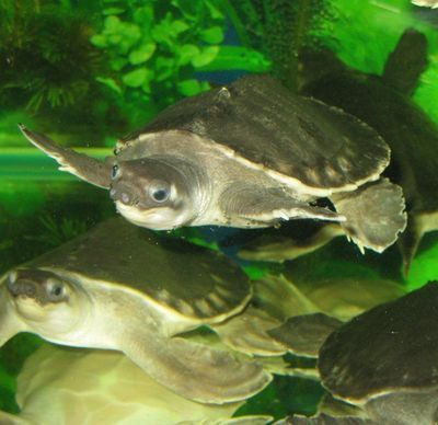 豬鼻龜是什么品種：豬鼻龜是一種怎樣的動物，它的特點(diǎn)是什么？