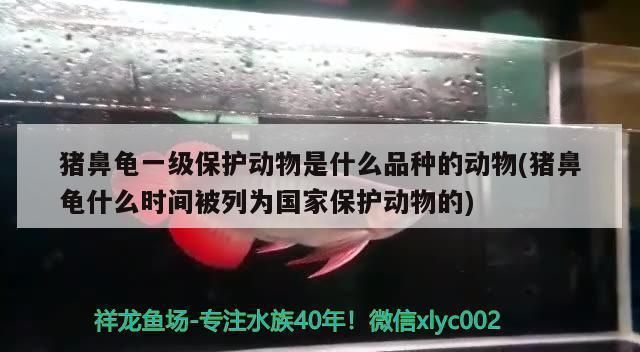 豬鼻龜是什么品種：豬鼻龜是一種怎樣的動物，它的特點(diǎn)是什么？
