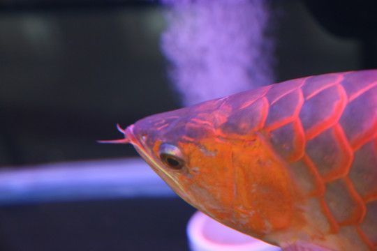 紅龍魚魚鱗掉了多久能長好：紅龍魚掉鱗后的恢復時間及其影響因素