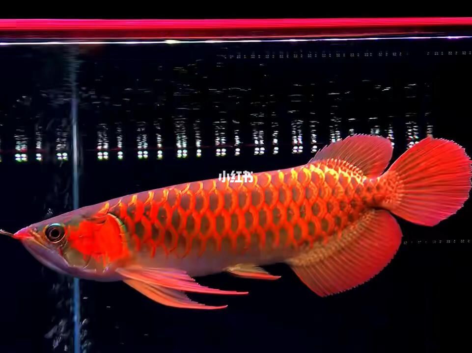 龍魚虎魚圖片大全大圖（如何區分龍魚和虎魚的性別？）