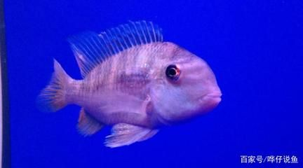 和尚魚壽命（和尚魚的養(yǎng)護(hù)秘籍）
