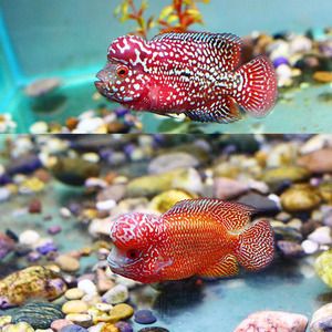 西龍熱彎魚缸怎么樣(西龍的魚缸怎么樣)