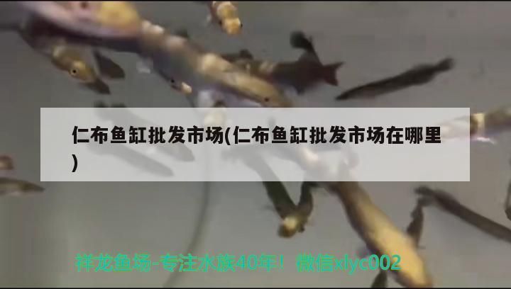 仁布魚缸批發(fā)市場(仁布魚缸批發(fā)市場在哪里) 仁布魚缸批發(fā)市場(仁布魚缸批發(fā)市場在哪里) 錦鯉魚百科 第3張