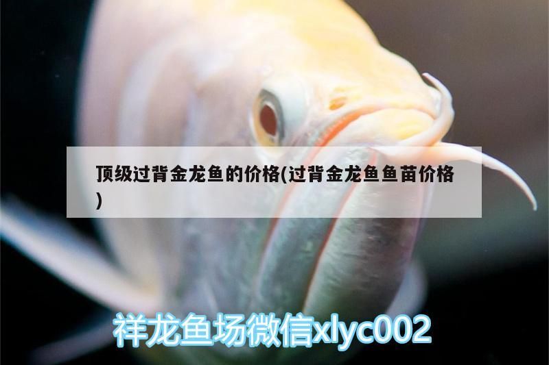 頂級過背金龍魚的價格(過背金龍魚魚苗價格) 頂級過背金龍魚的價格(過背金龍魚魚苗價格) 金龍魚百科 第3張