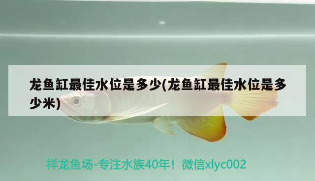 龍魚缸最佳水位是多少(龍魚缸最佳水位是多少米)