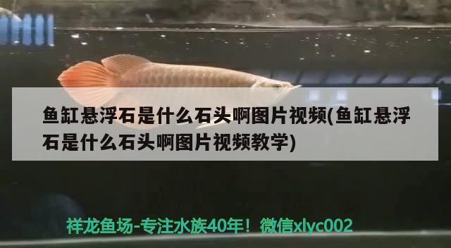 魚缸懸浮石是什么石頭啊圖片視頻(魚缸懸浮石是什么石頭啊圖片視頻教學)