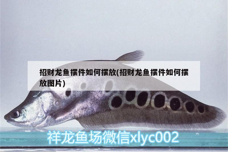 招財龍魚擺件如何擺放(招財龍魚擺件如何擺放圖片) 招財龍魚擺件如何擺放(招財龍魚擺件如何擺放圖片) 魟魚百科 第3張